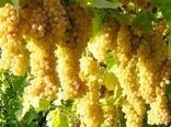 طرح فراز در هزار هکتار از تاکستان‌های ابهر اجرایی می‌شود