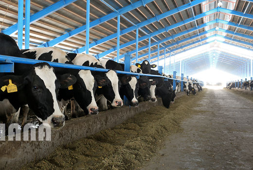  538 گاوداری و 1190 مرغداری به صورت تعاونی اداره می‌شود