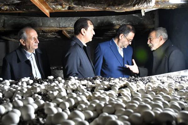 آغاز بهره برداری از بزرگ‌ترین واحد پرورش قارچ شمالغرب کشور در مراغه