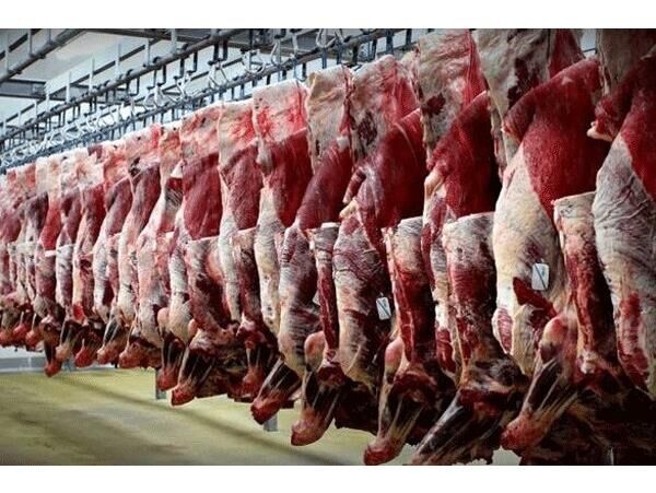 تولید 1200 تن گوشت قرمز در نور
