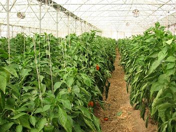 لزوم ثبت اطلاعات گلخانه‌داران در سامانه الکترونیک تجارت آسان برای تخصیص سوخت مایع