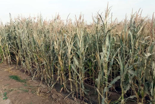خسارت سرمای پاییزه به مزارع ذرت علوفه ای مرند