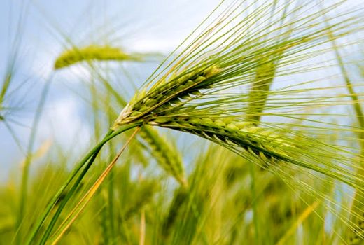 اجرای سایت الگویی جو در خرمشهر