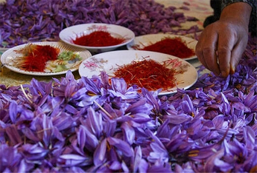 برداشت زعفران در مرودشت آغاز شد