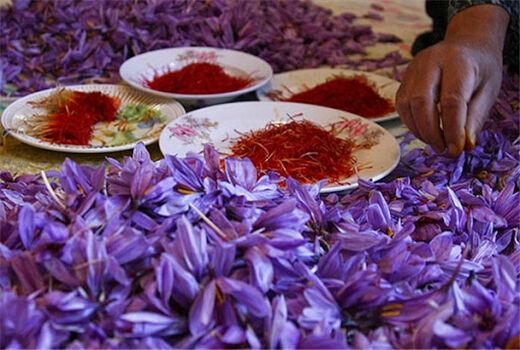 برداشت زعفران در مرودشت آغاز شد