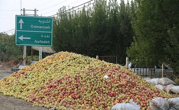 40 مرکز تعاون روستایی آماده خرید تضمینی سیب صنعتی از باغداران آذربایجان غربی