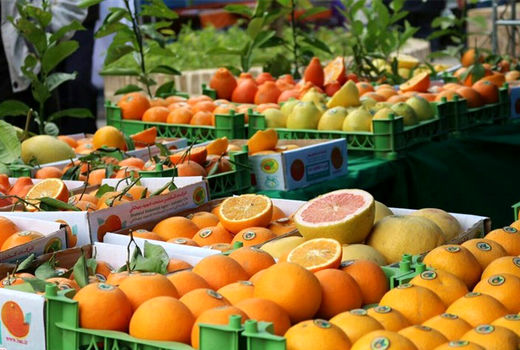 جشنواره شکرانه برداشت مرکبات در دزفول