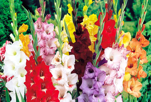 پیش بینی تولید یک میلیون و 500 هزار شاخه گل گلایول در چهارمحال و بختیاری 