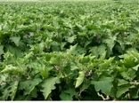 آغاز برداشت بادمجان از ۲۰۰ هکتار اراضی قیروکارزین