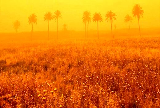 رایزنی ایران با عراق برای مقابله با گرد و غبار و توسعه کشاورزی حفاظتی