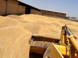 کشاورزان ابرکوه ۱۴ هزار تن گندم برداشت کردند