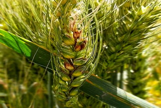 توضیحات سازمان حفظ نباتات درباره خسارت بیماری لکه نواری باکتریایی