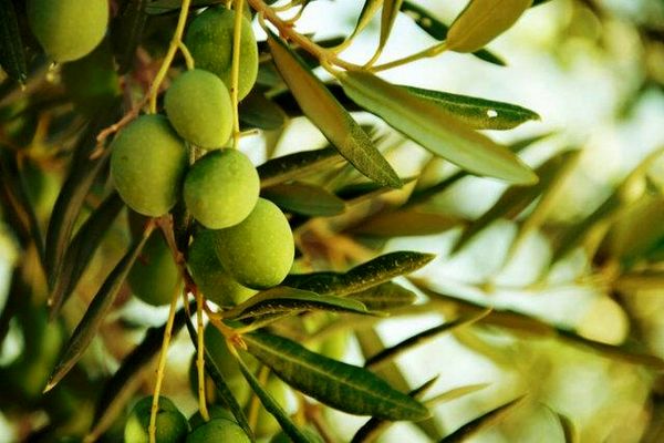 تولید ٢ هزار و ٥٩١ تن زیتون در استان خوزستان
