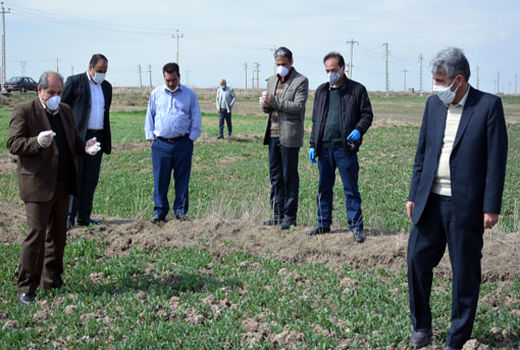 افزایش 47درصدی قیمت خرید تضمینی گندم در سال زراعی جاری