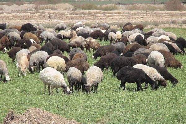 فعالیت ۵۸۰۰ واحد پرواربندی دام سبک و سنگین در تهران