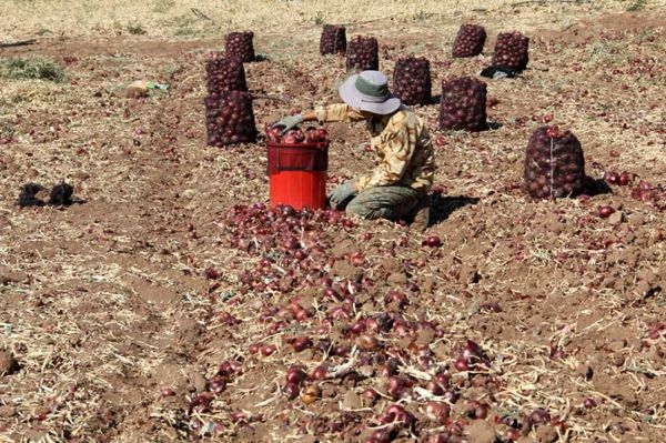 برداشت  بیش از 89 هزار تن پیاز از مزارع شهرستان میاندوآب 