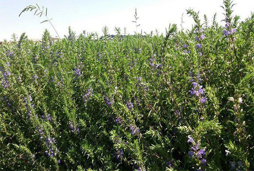 امسال 2700 تن بادرشبو در آذربایجان غربی تولید می شود