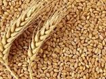 افزایش 2 میلیون تنی تولید گندم