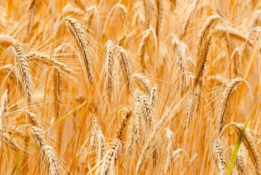 جلسه بازنگری قیمت خرید تضمینی گندم در وزارت جهاد کشاورزی برگزار می‌شود
