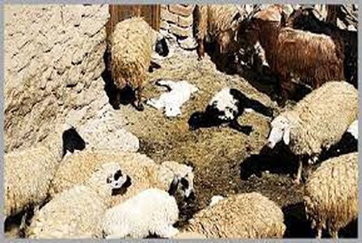 کاهش کانون بیماری تب برفکی در میان دام های خراسان شمالی