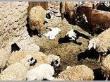 کاهش کانون بیماری تب برفکی در میان دام های خراسان شمالی