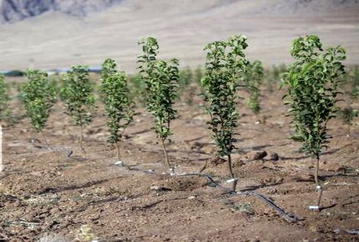 آغاز توزیع بیش از ۲۷ هزار اصله نهال بین باغداران مانه و سملقان