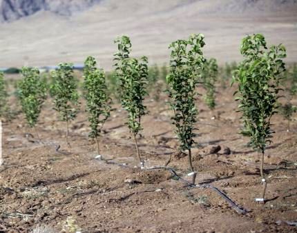 آغاز توزیع بیش از ۲۷ هزار اصله نهال بین باغداران مانه و سملقان