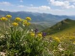 نابودی گیاهان خودرو، تهدیدی برای آینده امنیت غذایی است