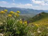نابودی گیاهان خودرو، تهدیدی برای آینده امنیت غذایی است