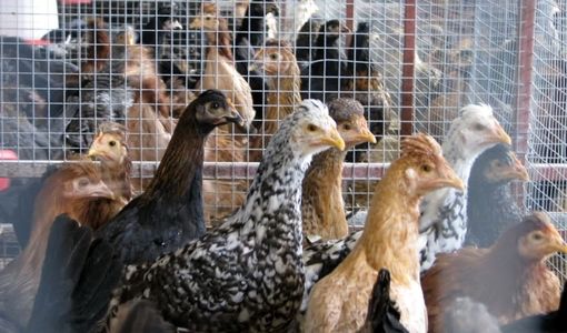 تداوم اصلاح نژاد مرغ بومی در فارس  