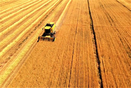 آغاز برداشت جو در 20 هزار هکتار از اراضی کشاورزی 