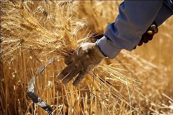 پرداخت ۹۵ درصد مطالبات گندمکاران استان قزوین