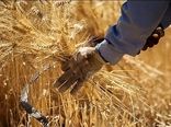 خرید بیش از ۱۷۸ هزار تن گندم از کشاورزان استان قزوین