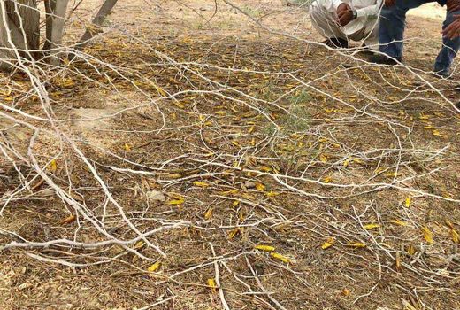 آغاز مبارزه با موج جدید ملخ صحرایی در سیستان‌وبلوچستان