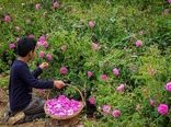 نطنز یکی از قطب های تولید گل محمدی در استان اصفهان