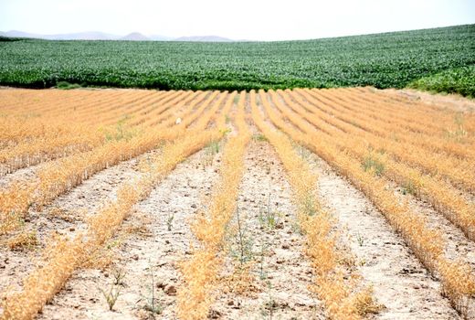 رتبه دوم آذربایجان شرقی در جهش تولید دیمزار‌های کشور