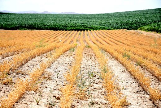 رتبه دوم آذربایجان شرقی در جهش تولید دیمزار‌های کشور