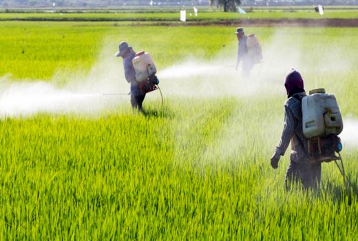 افت زدایی ۵۰ هزار هکتار از مزارع گندم و جو کردستان
