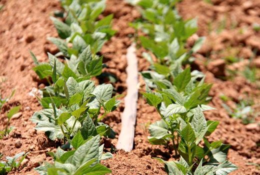 کشت بهاره در یک هزار هکتار از اراضی حوزه عمل مرغملک پایان یافت 