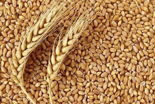 برداشت محصول جو وگندم در شهرستان بردسیر