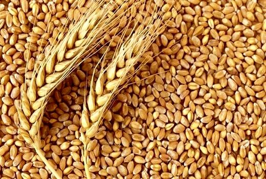 خرید بیش از ۴۹ هزار تن گندم از استان سمنان