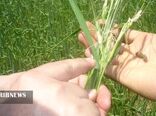 مزارع رها شده تهدیدی برای افزایش جمعیت آفت سن گندم در خراسان شمالی