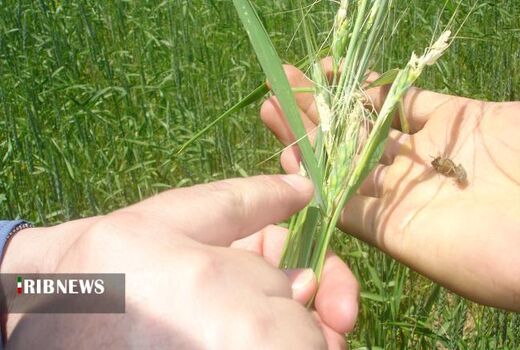 مزارع رها شده تهدیدی برای افزایش جمعیت آفت سن گندم در خراسان شمالی