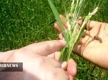 مزارع رها شده تهدیدی برای افزایش جمعیت آفت سن گندم در خراسان شمالی