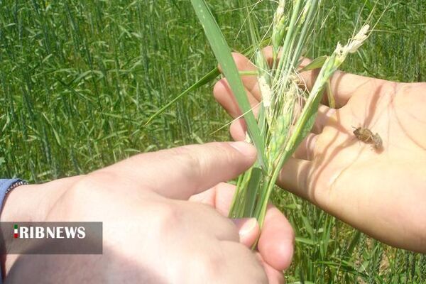 مزارع رها شده تهدیدی برای افزایش جمعیت آفت سن گندم در خراسان شمالی