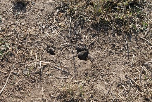 جوندگان مضر کشاورزی شهرستان تنگستان را تهدید می کنند