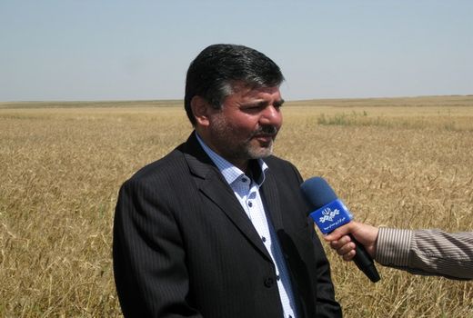 خرید تضمینی ٨٨۵ هزار ۵۰۰ تن گندم و کلزا از کشاورزان گلستانی