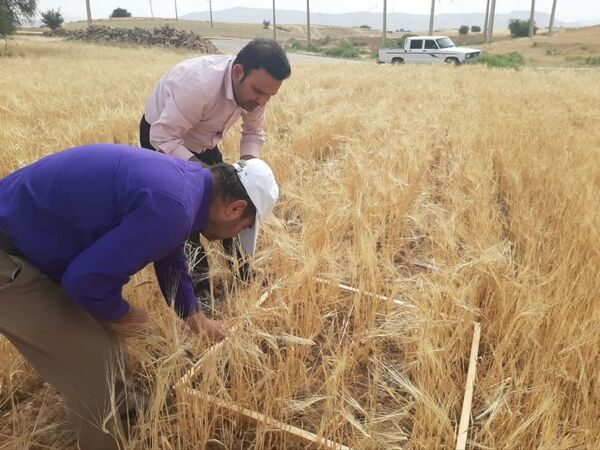 برداشت مزرعه طرح مقایسه ای (PVS) ارقام گندم و جو دیم در اندیکا