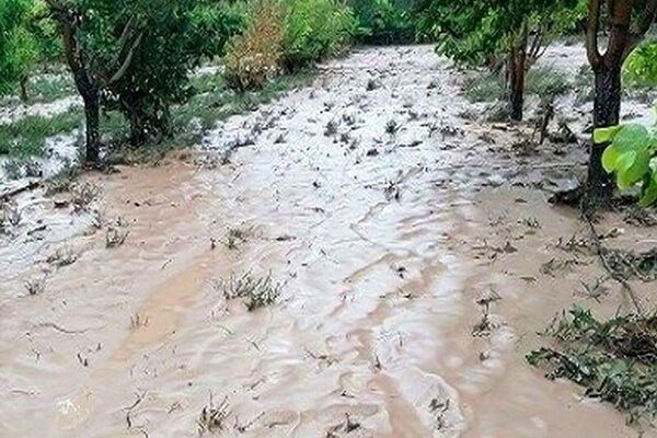 راهکار برای نجات باغات از چنگال حوادث جوی/تگرگ و طوفان حریف باغ نمی‌شوند