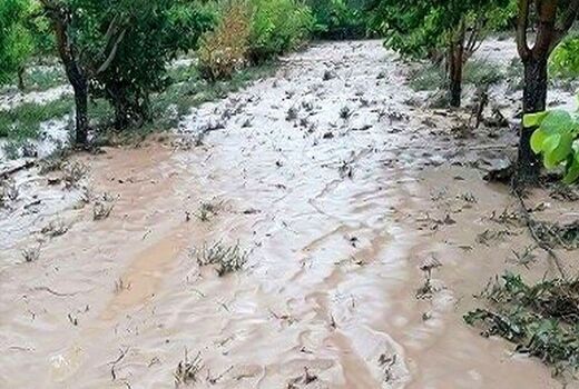 راهکار برای نجات باغات از چنگال حوادث جوی/تگرگ و طوفان حریف باغ نمی‌شوند